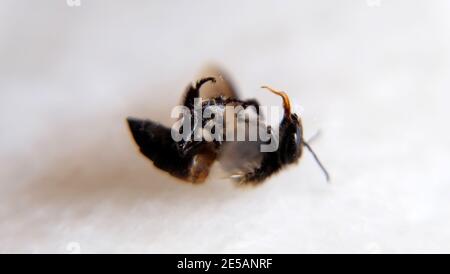 Nahaufnahme einer toten Honigbiene, die auf dem Rücken liegt. Auf einer weißen Marmoroberfläche. Stockfoto