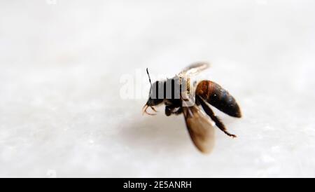 Nahaufnahme einer toten Honigbiene, Blick von der Seite. Auf einer weißen Marmoroberfläche. Mit Kopierplatz auf der linken Seite. Stockfoto