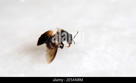 Nahaufnahme einer toten Honigbiene, Blick von der Seite. Auf einer weißen Marmoroberfläche. Stockfoto