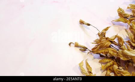 Getrocknete Hibiskusblüten Knospen und Blätter in der unteren rechten Ecke, mit rosa Hintergrund. Platz links kopieren. Stockfoto