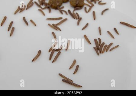 Kleine Würmer in trockenem Hundefutter/Kibble mit einer Größe von ca. 1 cm gefunden Länge Stockfoto