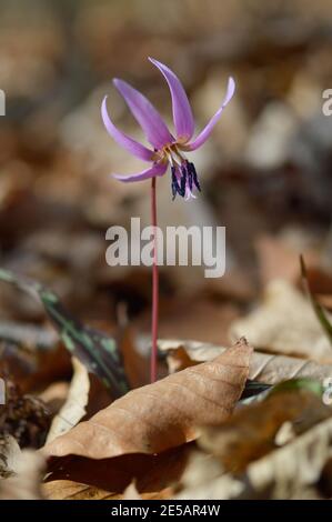 Frühling in der Natur. Rosafarbene Wildblume, Hundszahn violett oder Hundszahn violett, Erythronium dens-canis, rosa Blüte im Herbst orange Blätter, Stockfoto