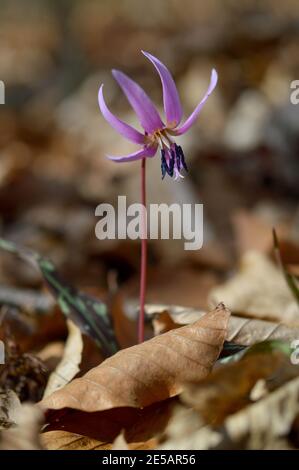 Frühling in der Natur. Rosafarbene Wildblume, Hundszahn violett oder Hundszahn violett, Erythronium dens-canis, rosa Blüte im Herbst orange Blätter, Stockfoto