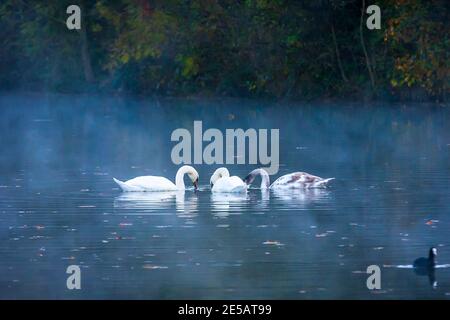Schwäne im Nebel auf einem See Stockfoto