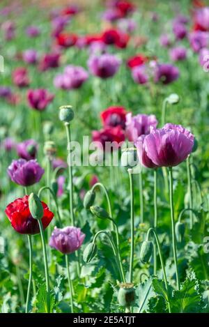 Purple Opium Mohn Feld (Papaver somniferum) in Burma, Myanmar Stockfoto