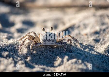 Eine juvenile atlantische Geisterkrabbe, Ocypode quadrata, im Sand am Atlantic Beach, North Carolina. Stockfoto