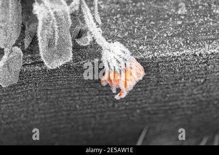 Gefrorene Ringelblume im Winter Stockfoto