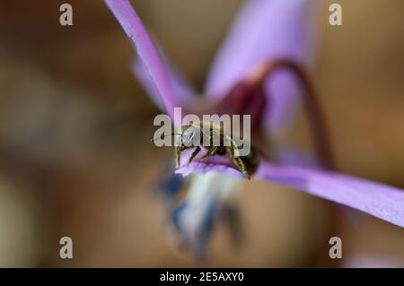 Kleine Biene auf einem Erythronium Dens-canis, Hundszahn violett, Fawn Lilie, Makro-Nahaufnahme einer Biene in einer frühen Frühlingsblume, rosa Blütenblätter, Wildblume. Stockfoto