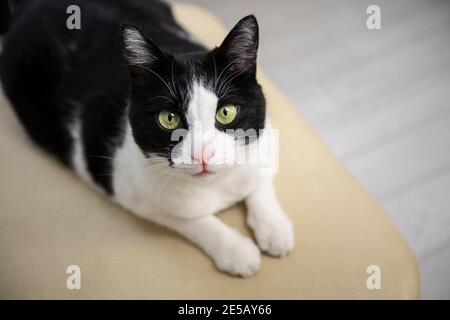 Schwarz-weiße Katze liegt und schaut auf die Kamera Stockfoto