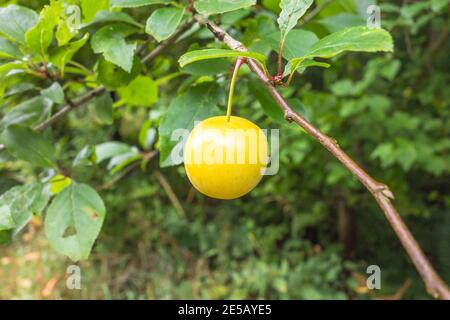 Kirschpflaume (Prunus cerasifera) wächst auf einem Naturschutzgebiet in der Landschaft von Herefordshire UK. Juli 2020 Stockfoto