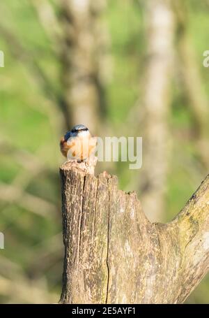 Nuthatch (Sitta europaea) auf verfallenden Baum, Shropshire Großbritannien. März 2020 Stockfoto