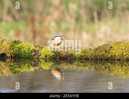 Nuthatch (Sitta europaea) thront am Wasser mit offenem Schnabel, Shropshire UK. März 2020 Stockfoto