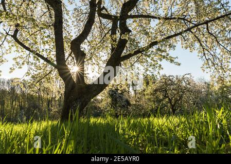 Blühende Kirschbäume auf Wiesenplantagen, Baden-Württemberg, Deutschland Stockfoto