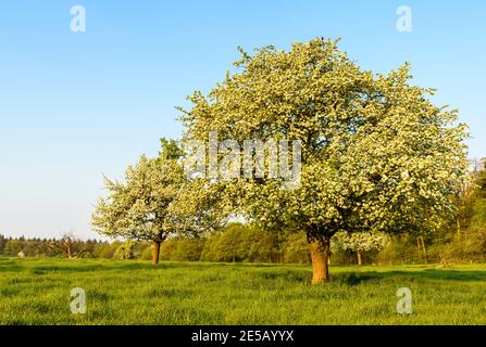 Blühender Birnenbaum auf einer Wiesenplantage im Morgenlicht, Heidelberg, Baden-Württemberg, Deutschland Stockfoto