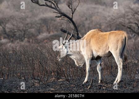 Eland (Taurotragus oryx) auf verbranntem Veld, Weenen Naturschutzgebiet, KwaZulu-Natal, Südafrika Stockfoto