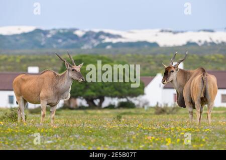 Eland (Taurotragus oryx) im De Hoop Naturschutzgebiet, Westkap, Südafrika Stockfoto