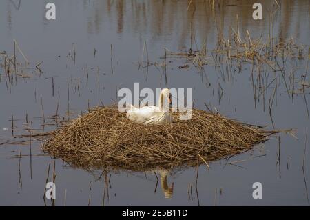 Einsamer Schwan sitzt am Nest an einem See am Abend, Nahaufnahme, Details Stockfoto