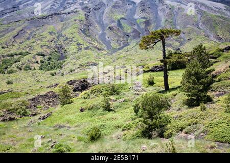 Neue Vegetation in der Nähe von Monti Sartorius Vulkankuppeln des ätna, Sizilien, Italien Stockfoto