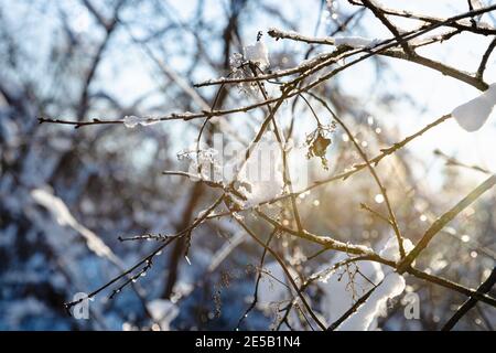 Gefrorene Baumzweige in der Nähe beleuchtet durch Sonnenuntergang in der Kälte Winterabend Stockfoto