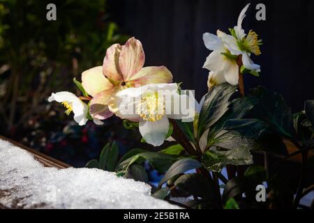 Weihnachtsrose, Helleborus niger im Schnee Stockfoto