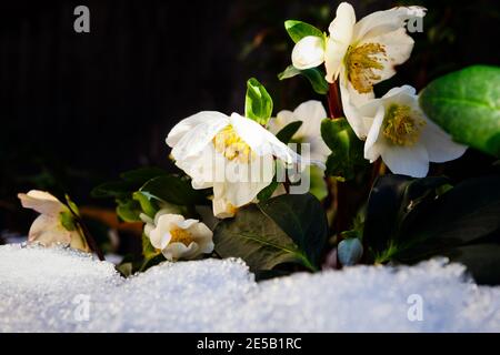 Weihnachtsrose, Helleborus niger im Schnee Stockfoto