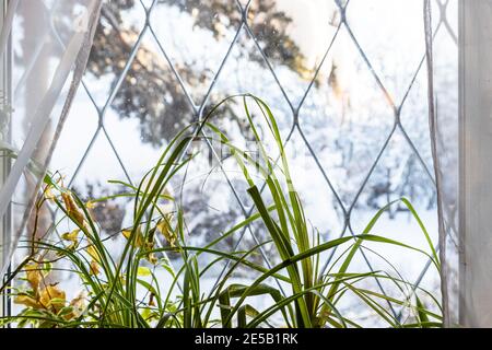 Grüne Blätter von Hauspflanzen stehen auf Fensterbank im Land Haus und verschwommener Blick auf den schneebedeckten Hof durch das Fenster Kalter Wintertag (Fokus auf Stockfoto