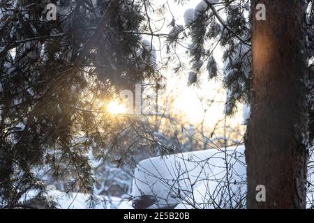 Schneebedeckter Kiefernbaum am Hinterhof des Dorfhauses sind beleuchtet Durch Sonnenuntergang in kalten Winterabend (Fokus auf Äste mit grünen Nadeln in voregr Stockfoto