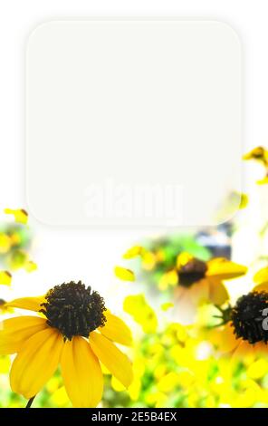 Mock up Vorlage mit Rudbeckias, Leuchtkasten auf weißem Hintergrund. Sommer Blumenrahmen für Scrapbook Seiten, Fotoalben, Grußkarten, Postkarten Stockfoto