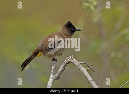 Dunkelkappiger Bulbul (Pycnonotus barbatus layardi) Erwachsener auf dem Zweig Kruger NP, Südafrika November Stockfoto