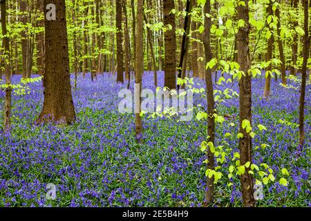 Bluebells im Bois de Hal, Hallerbos, Belgien Stockfoto