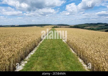 Fußweg durch ein Feld aus goldenem Weizen auf dem Hangers Way ein 21 Meilen langer (34 km) Wanderweg durch Hampshire, England, Großbritannien Stockfoto