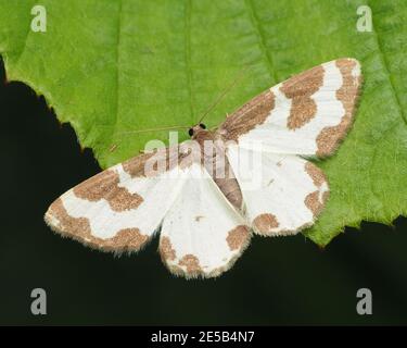 Getrübte Randmotte (Lomaspilis marginata) auf dem Blatt. Tipperary, Irland Stockfoto