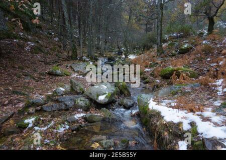 Paisaje otoñal del Abedular de Canencia Stockfoto