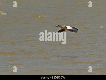 Ägyptische Gans (Alopochen aegyptiaca) Erwachsener im Flug über den Kruger NP, Südafrika November Stockfoto