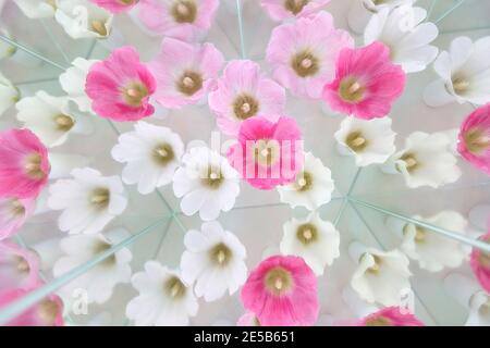 Floraler Hintergrund mit althaea malva. Ästhetik Lichtbild mit weißen und rosa Blumen. Sanfte Raffinesse mit geometrischem Spiegeleffekt Stockfoto
