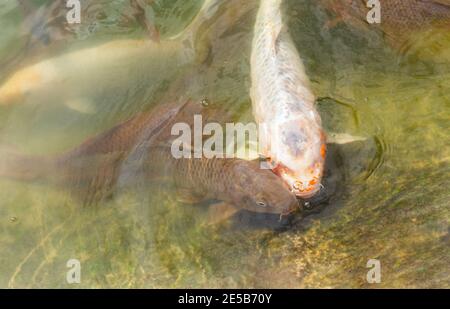 Japanischer Karpfen im Wasser aus nächster Nähe Stockfoto