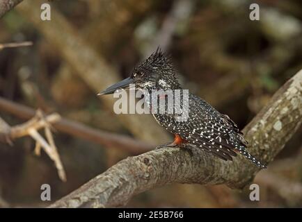 Riesenfischer (Megaceryle maxima maxima) Erwachsene Weibchen auf Zweig St Lucia, Südafrika thront November Stockfoto