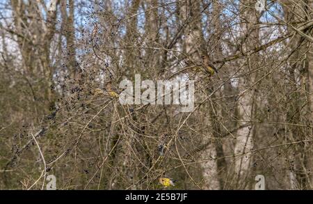 Ein Bündel von Zedernwachse Vögel im Busch versteckt Essen Beeren je mehr Sie sehen, desto mehr werden Sie Sehen Sie an einem hellen sonnigen Tag im Winter Stockfoto