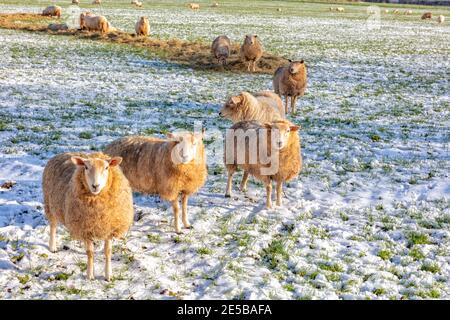 Gruppe von Schafen auf den Cotswolds im Winterschnee, England, Vereinigtes Königreich Stockfoto