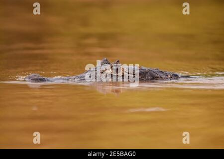 Yacare caiman schwimmend im Fluss und durchbrechende Wasseroberfläche. Stockfoto