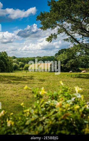 Sheep safely grazing on an English country meadow. Stockfoto
