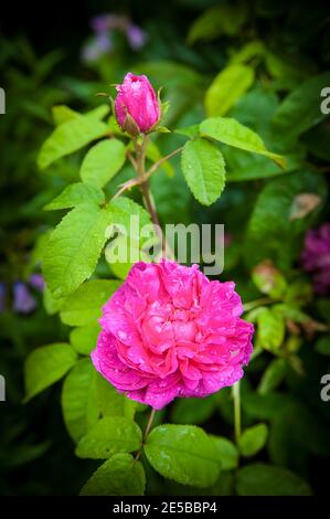 Eine rosa Rose mit einer Rosenknospe nach einem Regenschauer. Eine Rose ist eine Staude der Gattung Rosa, innerhalb der Familie Rosaceae. Es gibt über 100 Spez Stockfoto