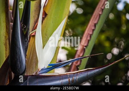 Riesiger weißer Paradiesvogel 8711 Stockfoto