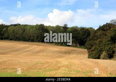 Erntefeld in der Nähe von Mountain Street und Godmersham, Chilham, Kent, England, Großbritannien Stockfoto