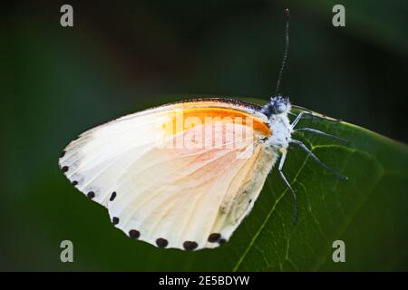 Zwei gepunktete Border Mylothris rueppelii haemus 9100 Stockfoto