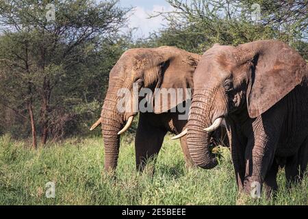 Zwei afrikanische Buschelefanten im Tarangire Nationalpark, Tansania. Afrikanische Savanne Elefant -das größte lebende terrestrische Tier. Stockfoto