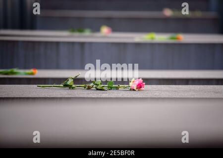 Berlin, Deutschland. Januar 2021. Deutschland, Berlin, 27. Januar 2021: Blumen werden auf Betonplatten am Denkmal für die ermordeten Juden Europas, auch Holocaust-Mahnmal genannt, am Internationalen Holocaust-Gedenktag aufgestellt. Am 27. Januar 2021 jährt sich 76 Jahre nach der Befreiung des Nazi-Konzentrationslagers Auschwitz der internationale Gedenktag zum Gedenken an die Opfer des Holocaust. (Foto: Jan Scheunert/Sipa USA) Quelle: SIPA USA/Alamy Live News Stockfoto