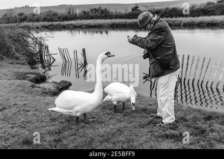 Ein Mann, der Schwäne bei Birling Gap in der Nähe von Seaford, East Sussex, Großbritannien, füttert. Stockfoto