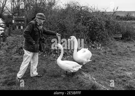 Ein Mann, der Schwäne bei Birling Gap in der Nähe von Seaford, East Sussex, Großbritannien, füttert. Stockfoto