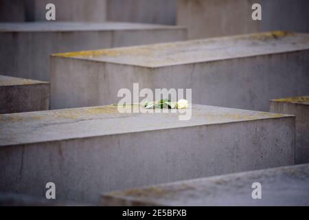 Berlin, Berlin, Deutschland. Januar 2021. Auf einer Betonplatte steht eine Blume am Denkmal für die ermordeten Juden Europas (Denkmal fÃ¼r die ermordeten Juden Europas), auch bekannt als Holocaust-Mahnmal (Holocaust-Mahnmal) am Internationalen Holocaust-Gedenktag. Am 27. Januar 2021 jährt sich 76 Jahre nach der Befreiung des Nazi-Konzentrationslagers Auschwitz der internationale Gedenktag zum Gedenken an die Opfer des Holocaust. Quelle: Jan Scheunert/ZUMA Wire/Alamy Live News Stockfoto